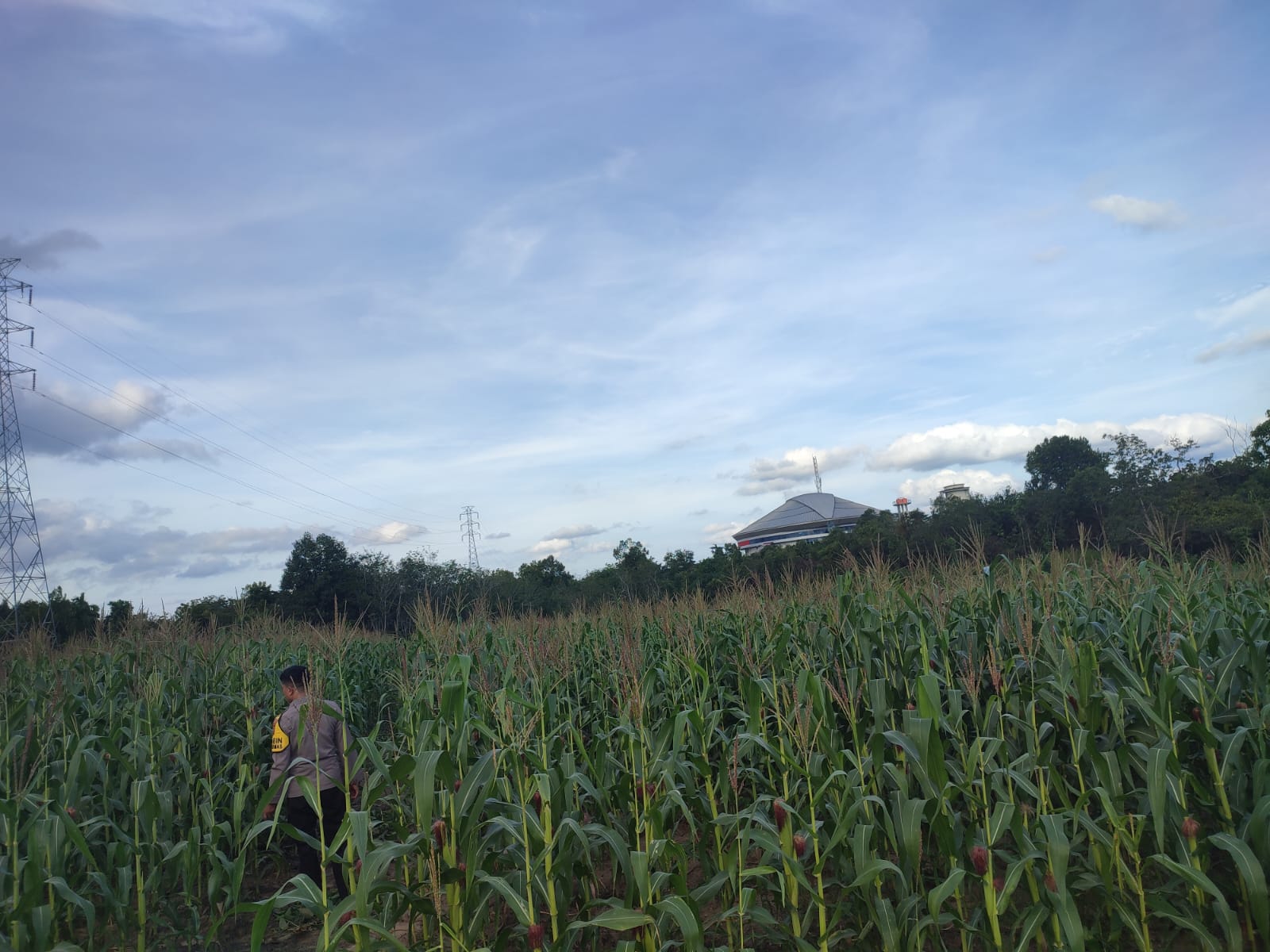 Kapolsek Bangkinang Barat Cek Lahan Jagung Pipil Kuartal I di Desa Salo Timur Dukung Swasembada Pangan