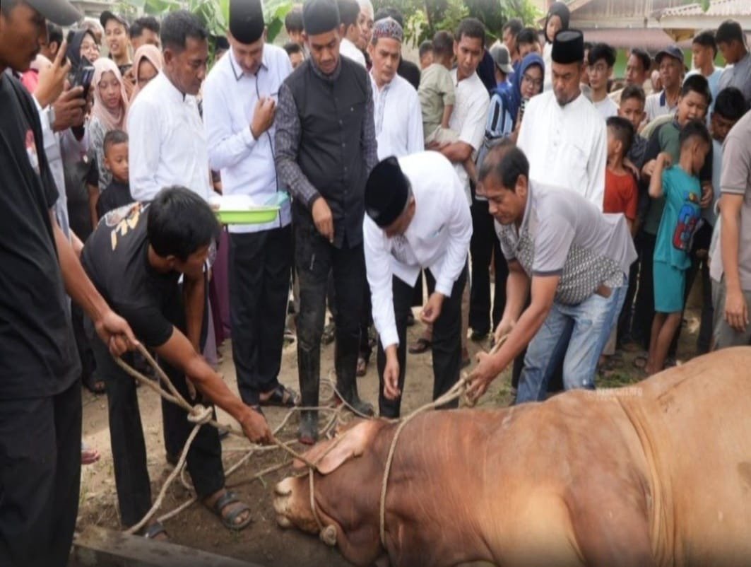 81 Ekor Sapi Qurban Warnai Idul Adha di Rohul