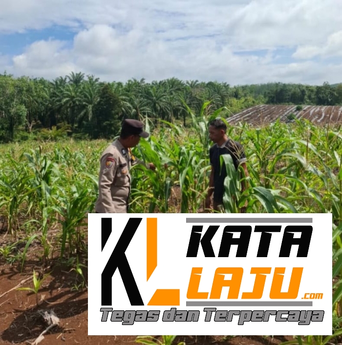 Polsek Tambusai Dampingi Perawatan Jagung Kelompok Tani di Desa Talikumain