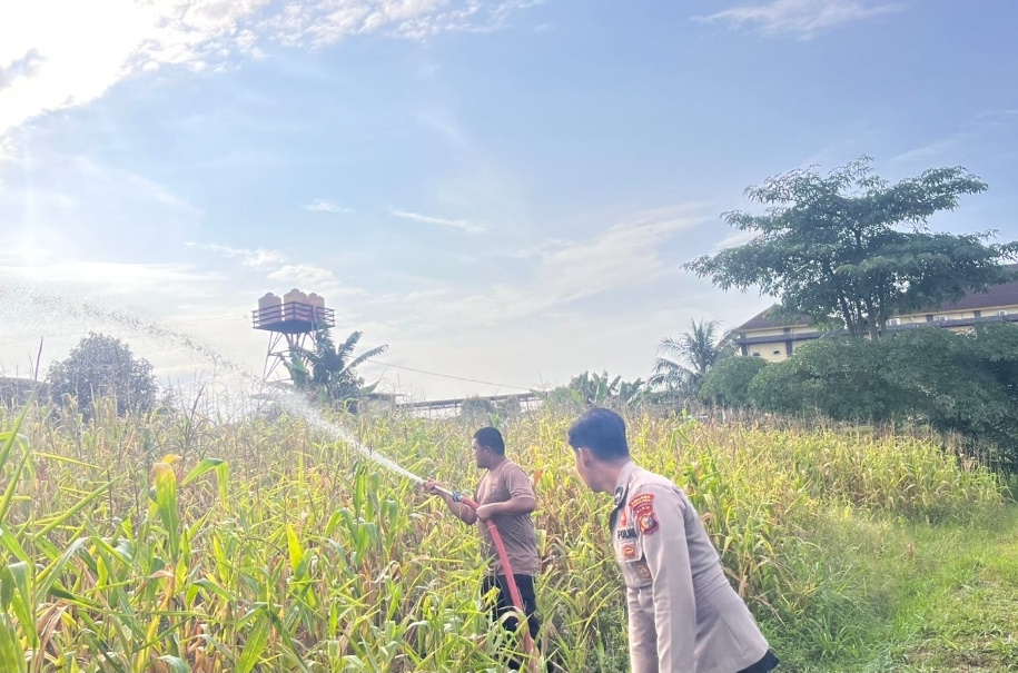 Polres Rokan Hulu Intensif Rawat Jagung Hibrida di Musim Kemarau,Dukung Ketahanan Pangan Nasional