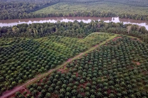 Korporasi Tak Tersentuh Hukum, GMPI Serukan Penindakan Tegas pada Penguasa Lahan Ilegal