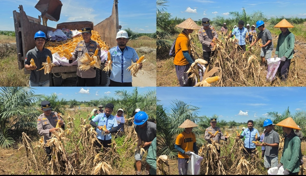 Wujudkan Swasembada Pangan, Polsek Tambusai Panen 5 Ton Jagung Bersama PT. PSA dan Kelompok Tani