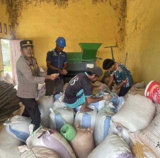Polsek Tambusai Dampingi Proses Pemipilan Jagung PT PSA, Dukung Ketahanan Pangan Rohul