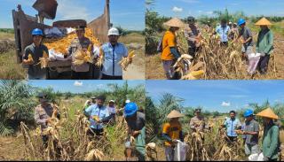 Wujudkan Swasembada Pangan, Polsek Tambusai Panen 5 Ton Jagung Bersama PT. PSA dan Kelompok Tani
